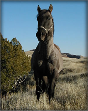 JJ Crowheart Grullo. Buck Hancock bloodline, grullo roan stallion.